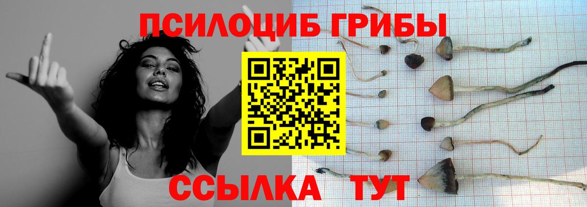 Галлюциногенные грибы Psilocybe Электрогорск